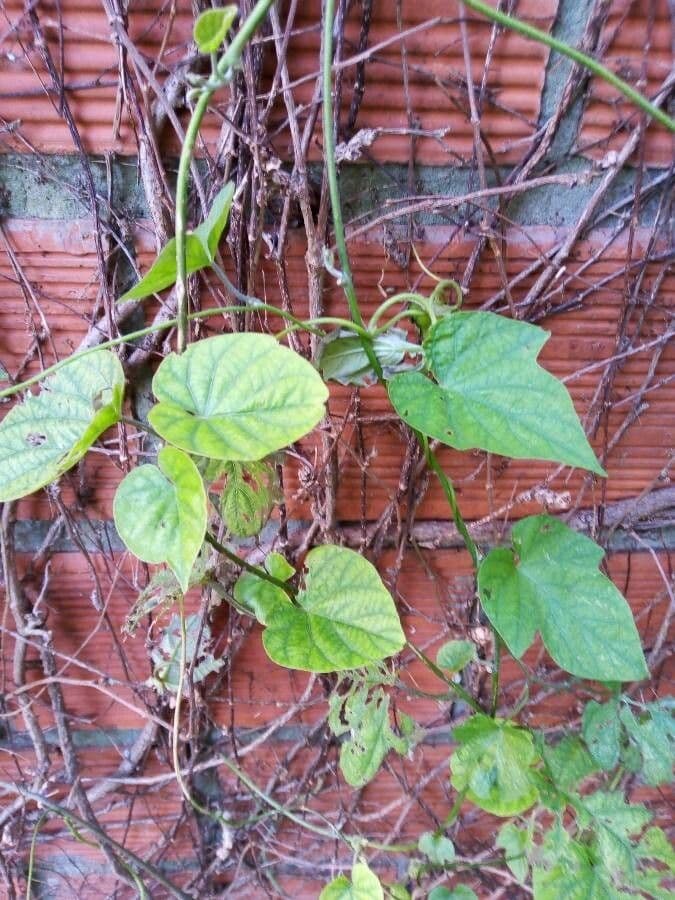 Cissus 7