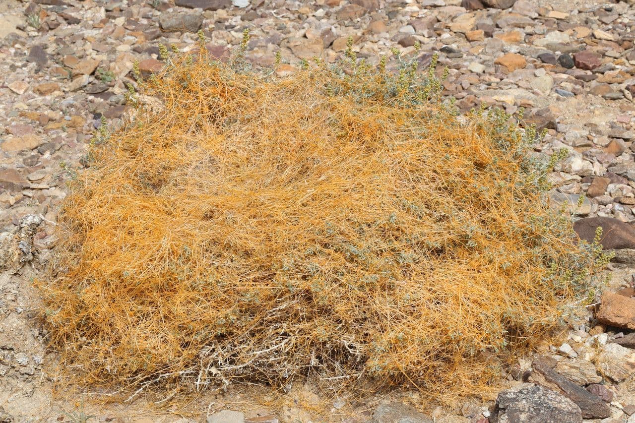 Cuscuta denticolata 2