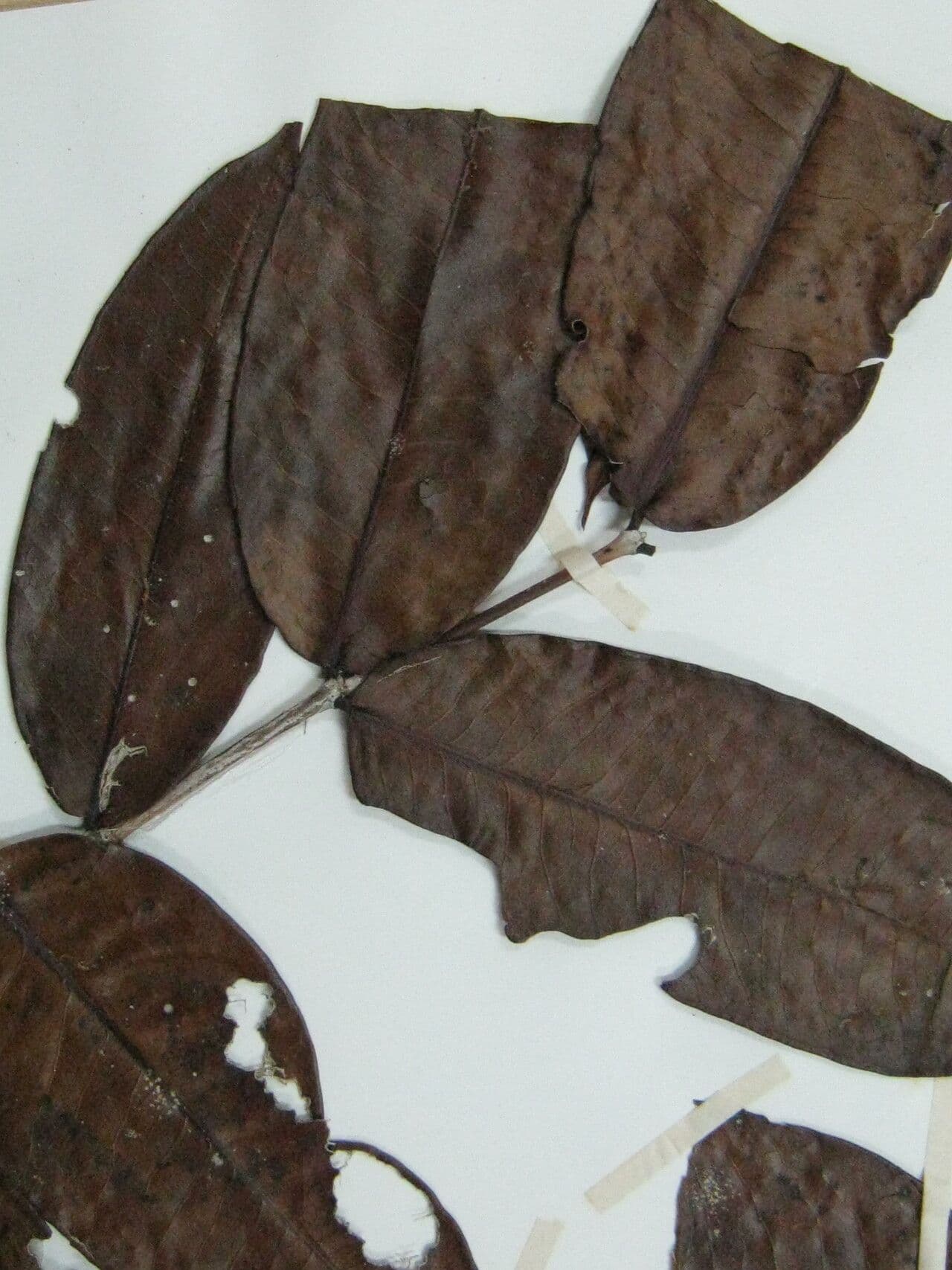 Großblütige Mouriri 7