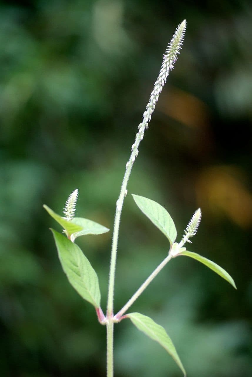 Achyranthes aspera 26