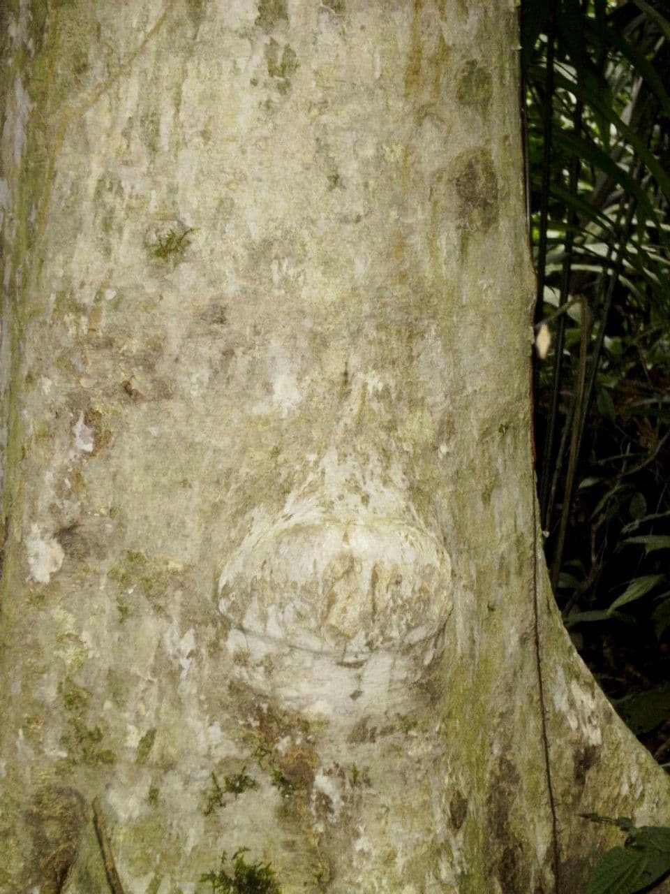 Vochysia guatemalensis 12