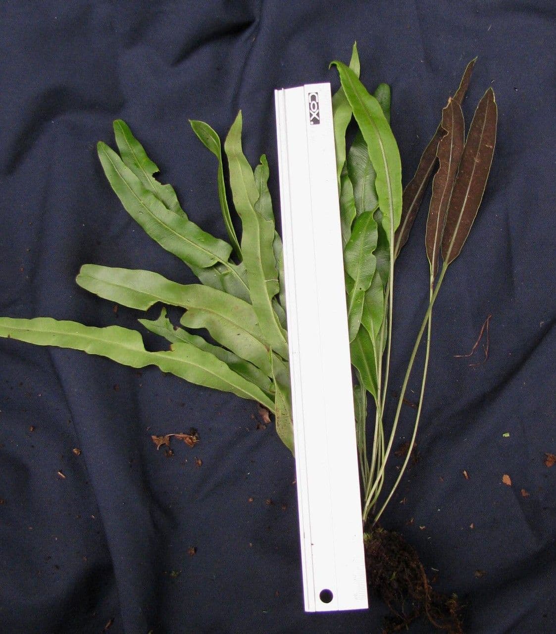 Elaphoglossum 3