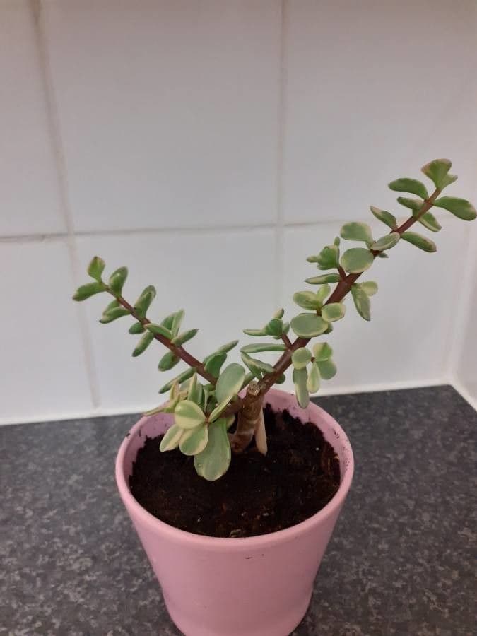 Portulacaria afra 17