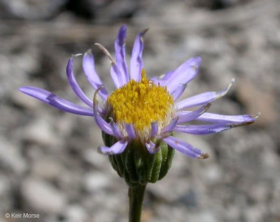 Erigeron 4