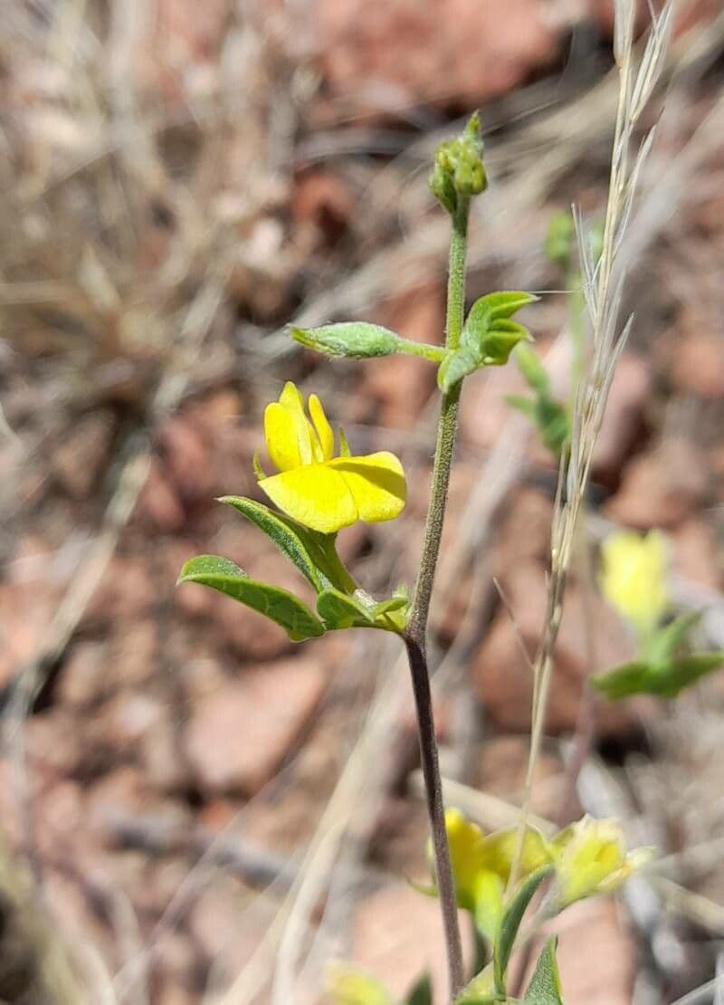 Rhynchosia 2