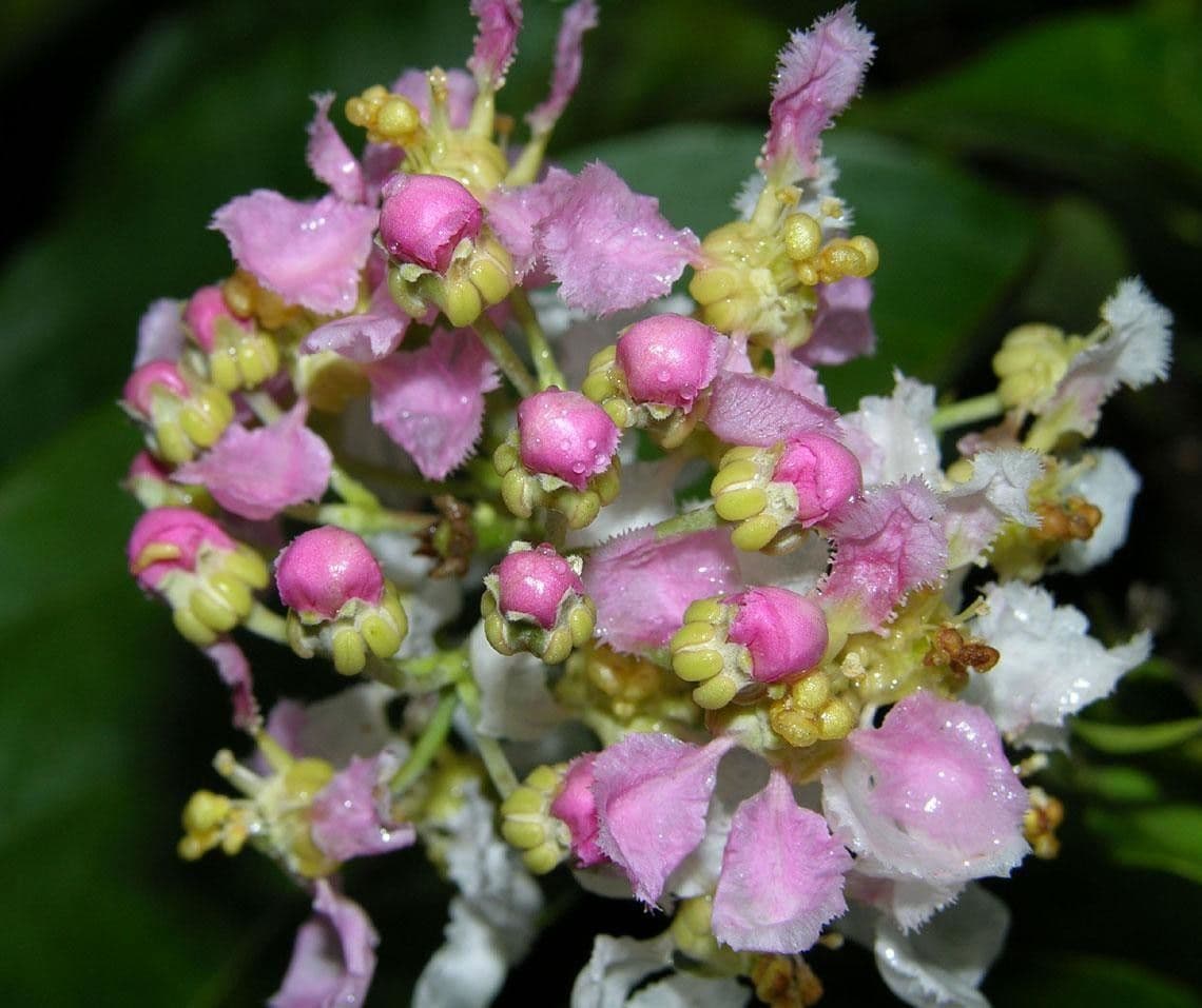 Ayahuasca