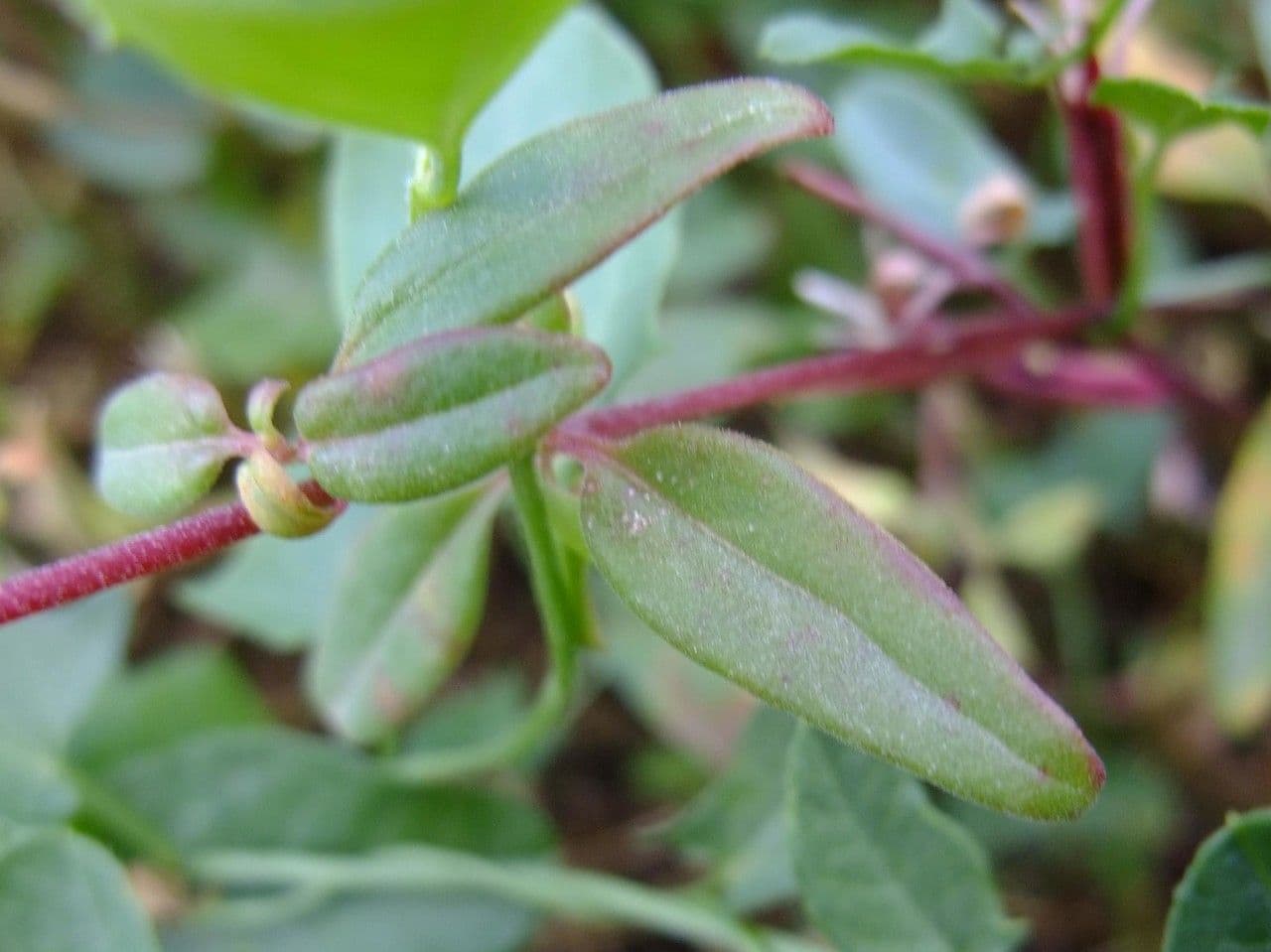 Clarkia 4