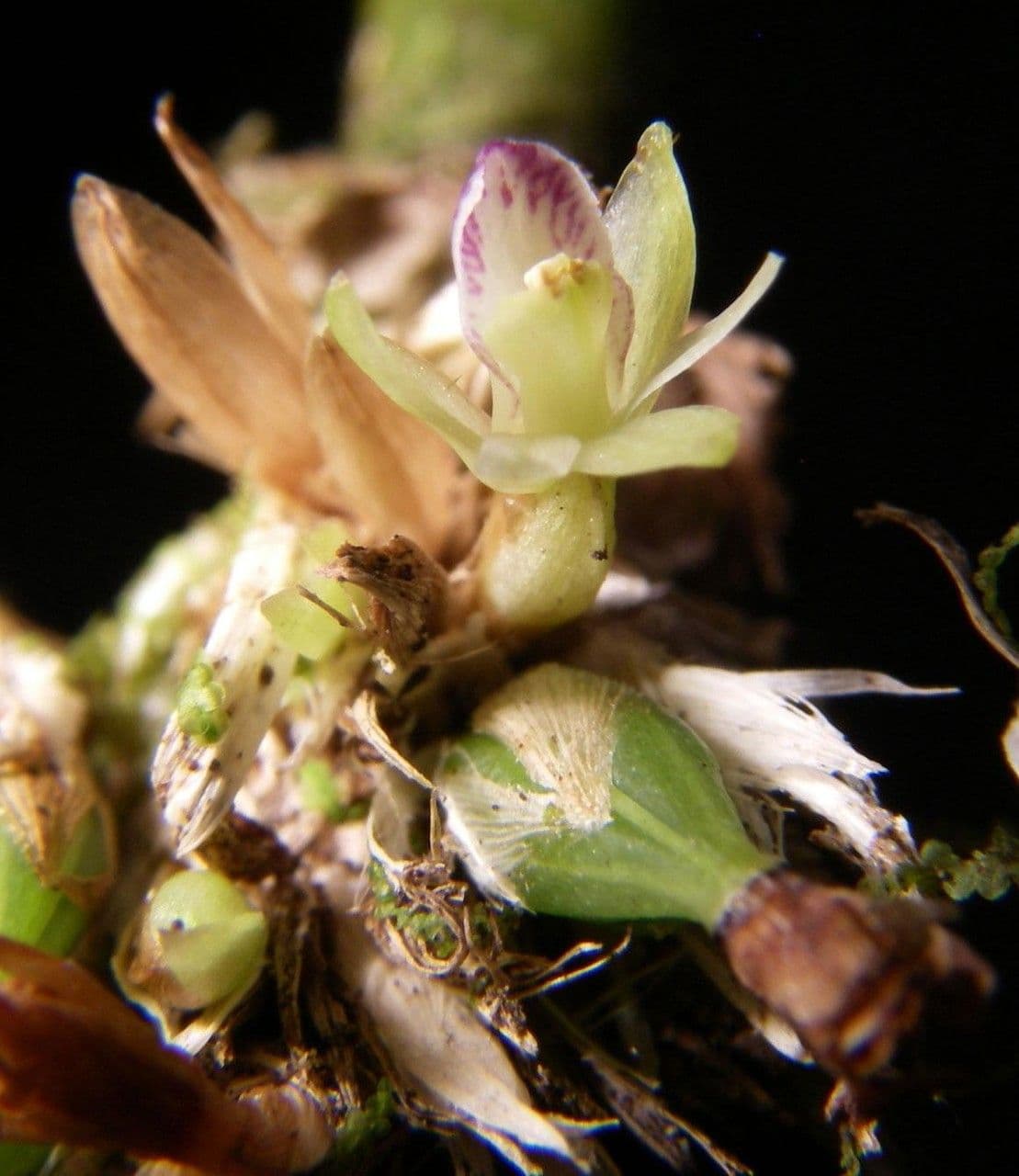 Scaphyglottis 6