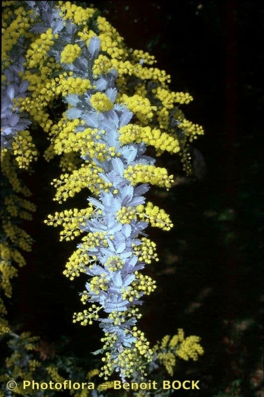 Acacia di Bailey 27