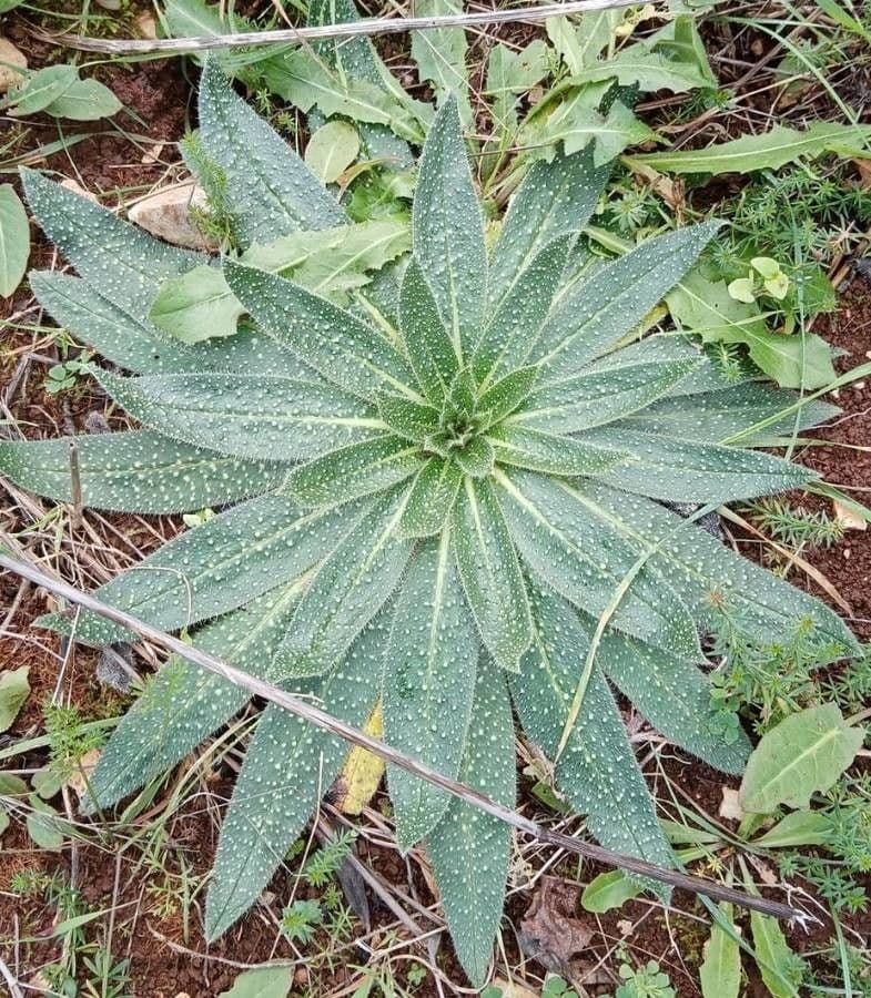 Echium asperrimum 16