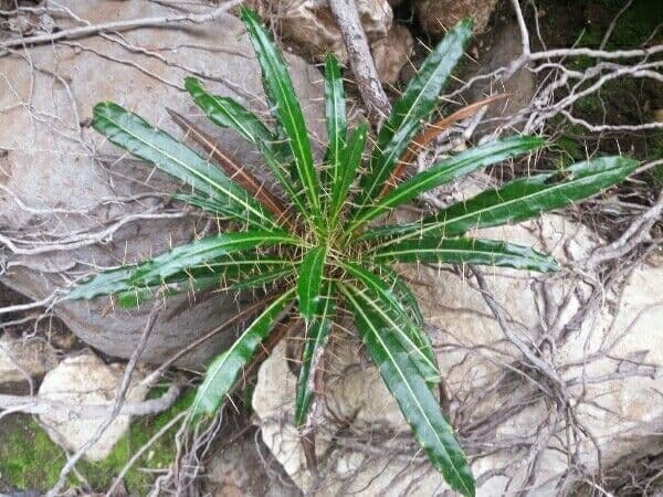 Ptilostemon casabonae 13