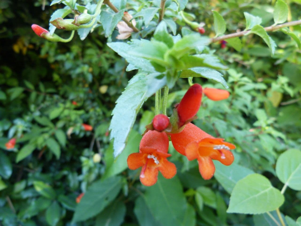 Mitraria