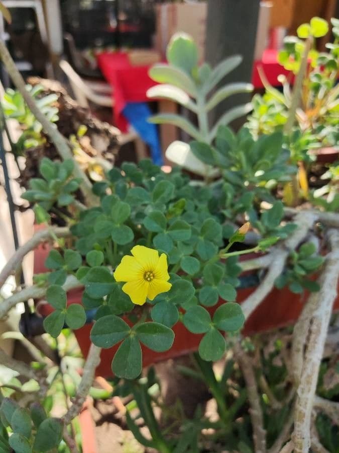 Acetosa 9