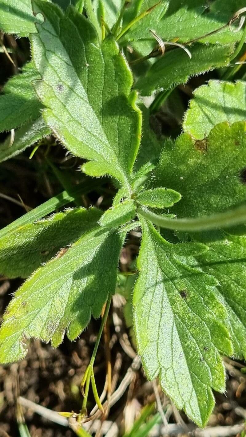 Vedovina lucida 16