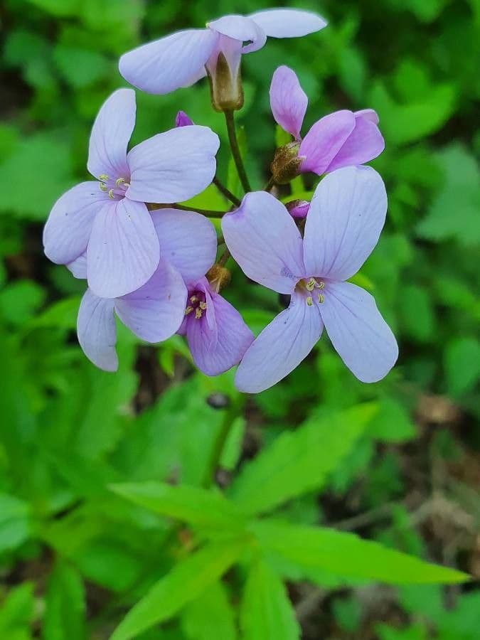 Kyčelnice cibulkonosná 9