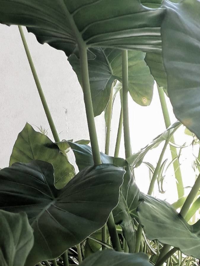 Taro 19