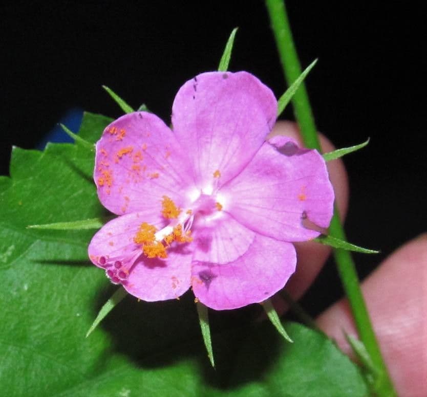 Hibiskus