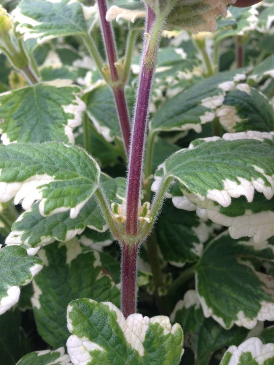 Plectranthus 16