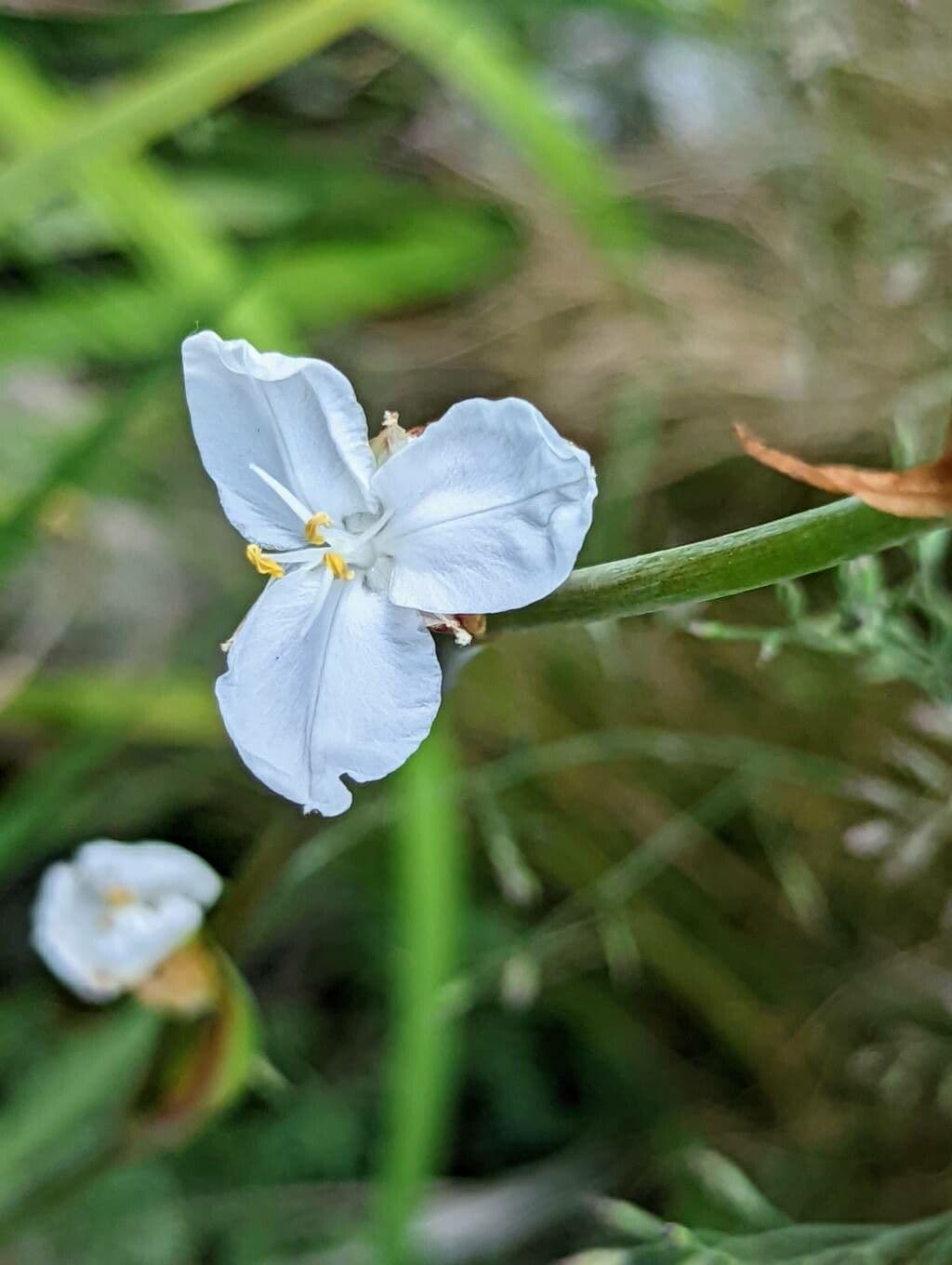 Libertia 3