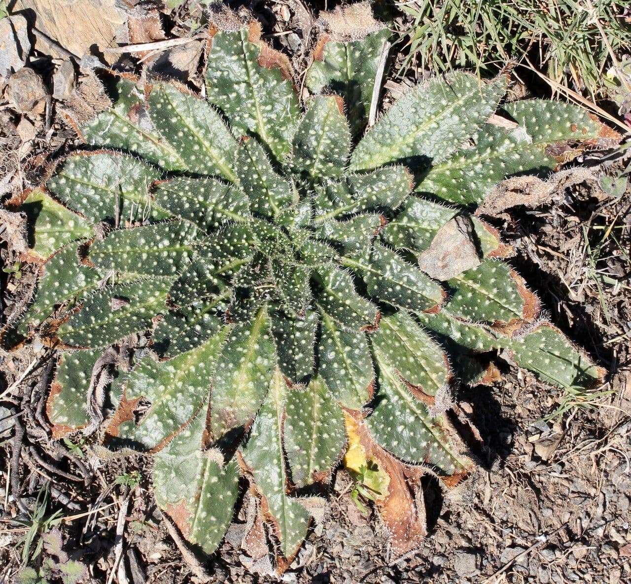 Echium asperrimum 12