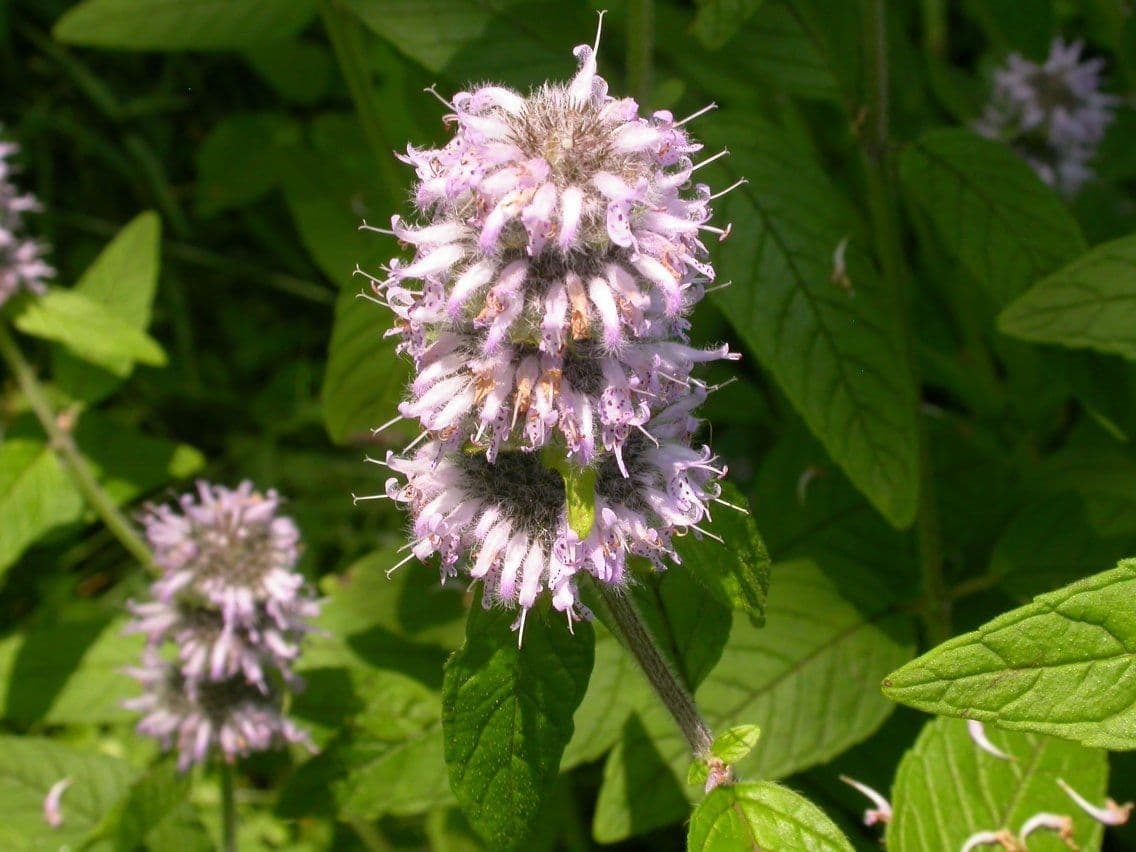 Blephilia ciliata 2
