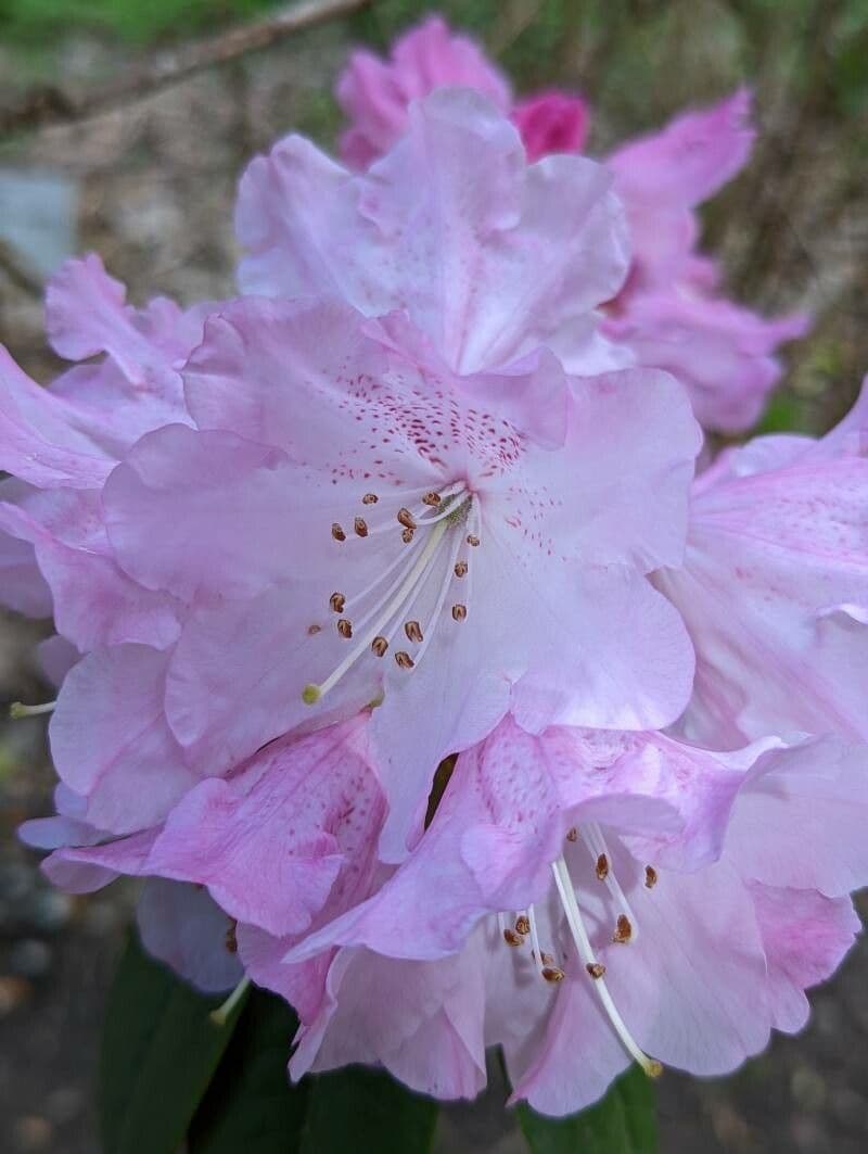 Rododendro 4