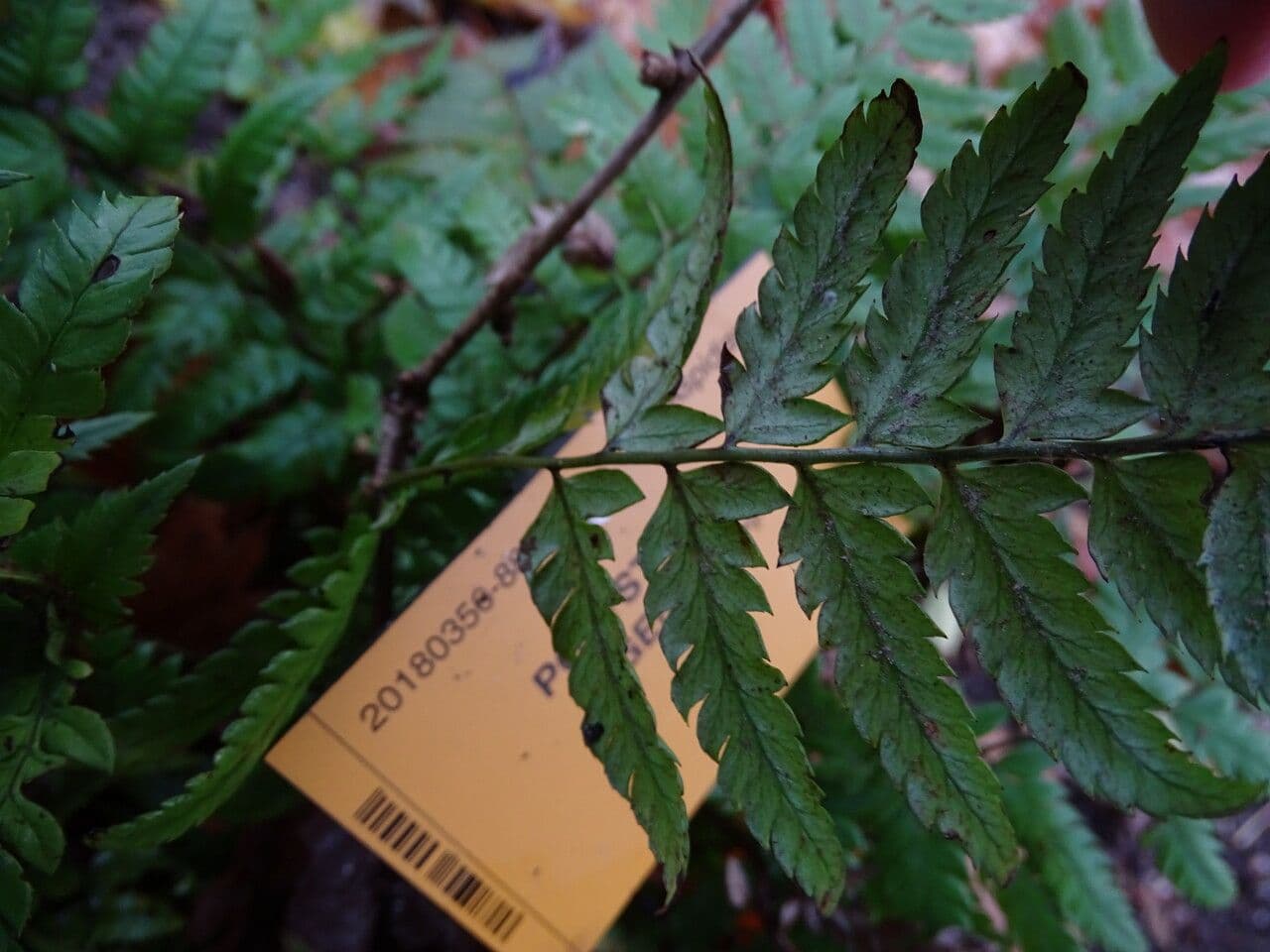 Polystichum 8
