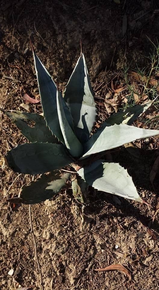 Agave di Parry 9