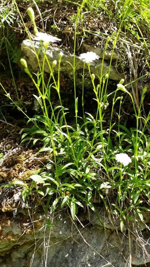 Silene 13