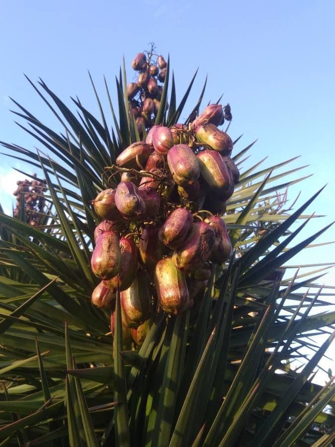 Yuca gigante