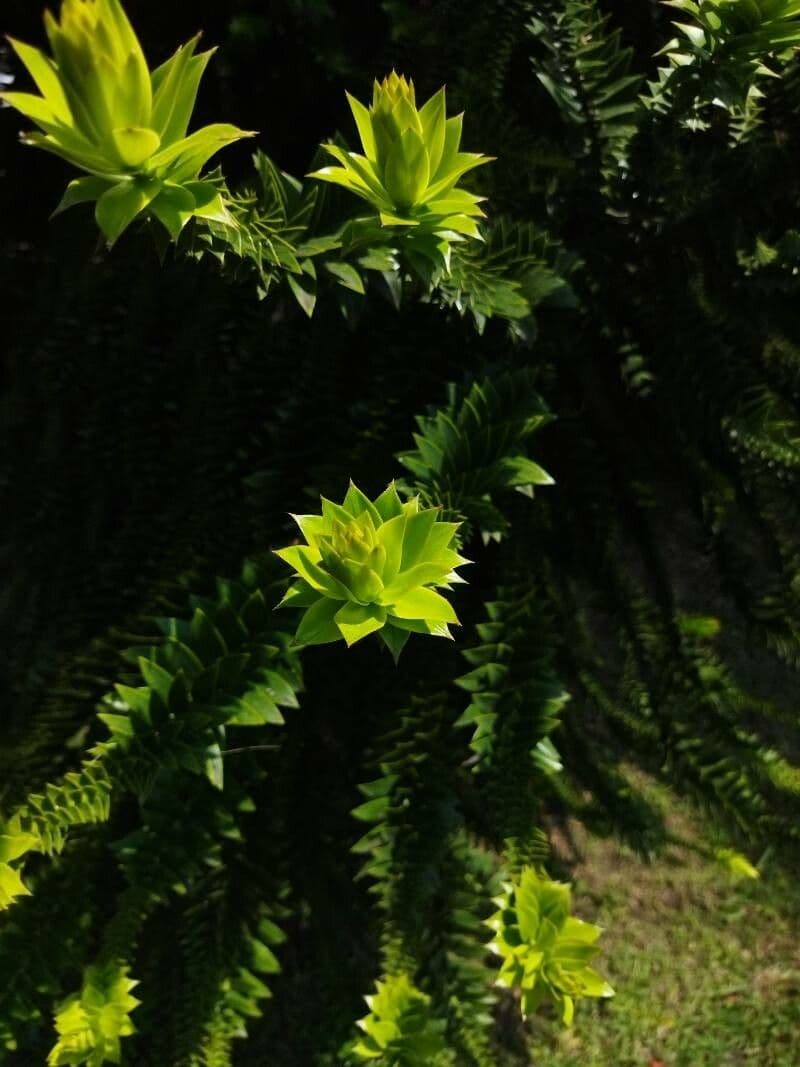 Aracauaria 26