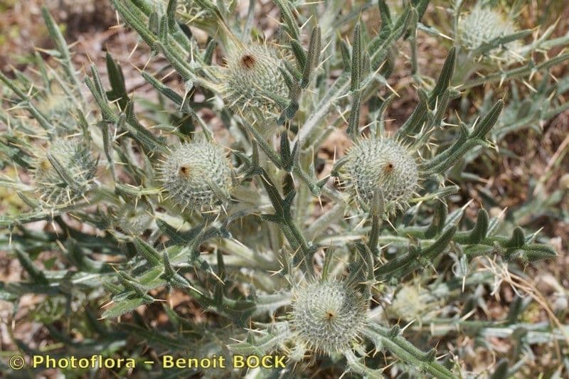 Cirsium 10