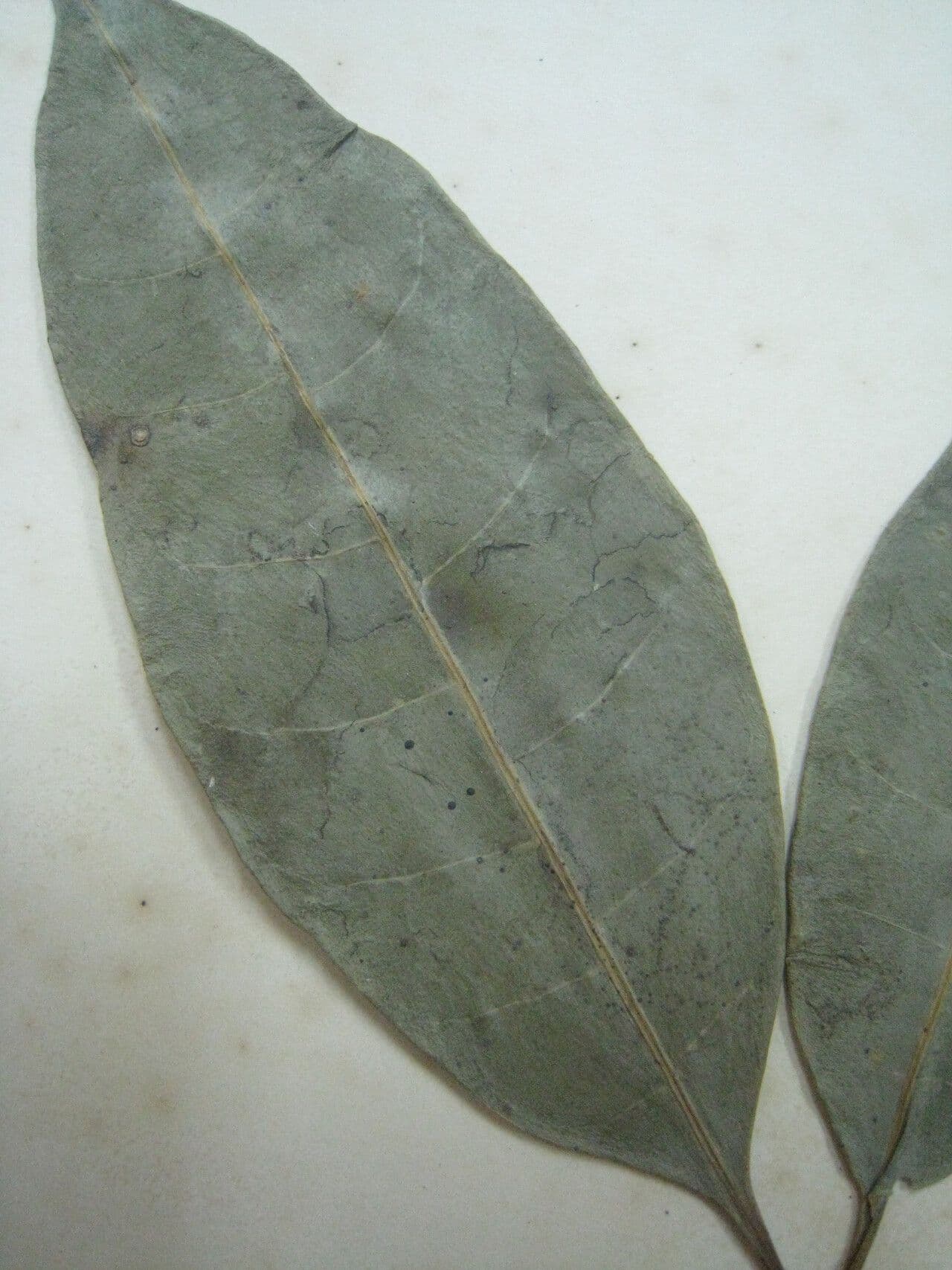 Tabernaemontana 10