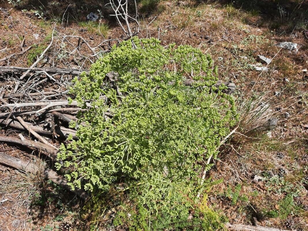Ligusticum