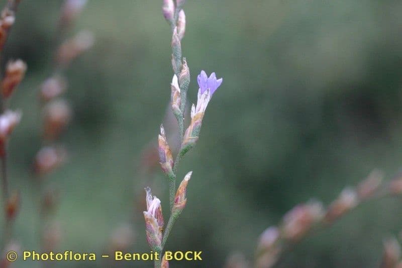 Limonium 17