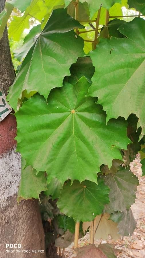 Pterospermum 9