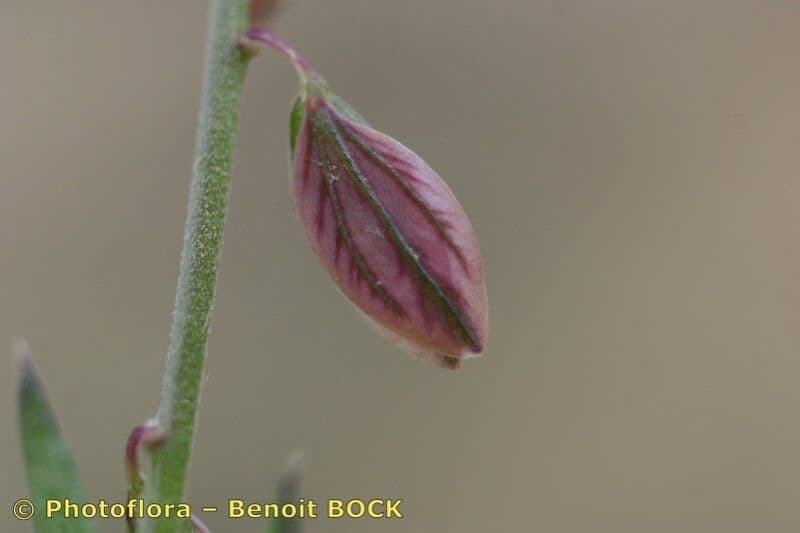 Rmocil pnoucí 4