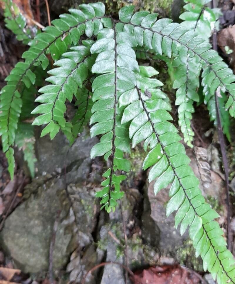 Adiantum 2