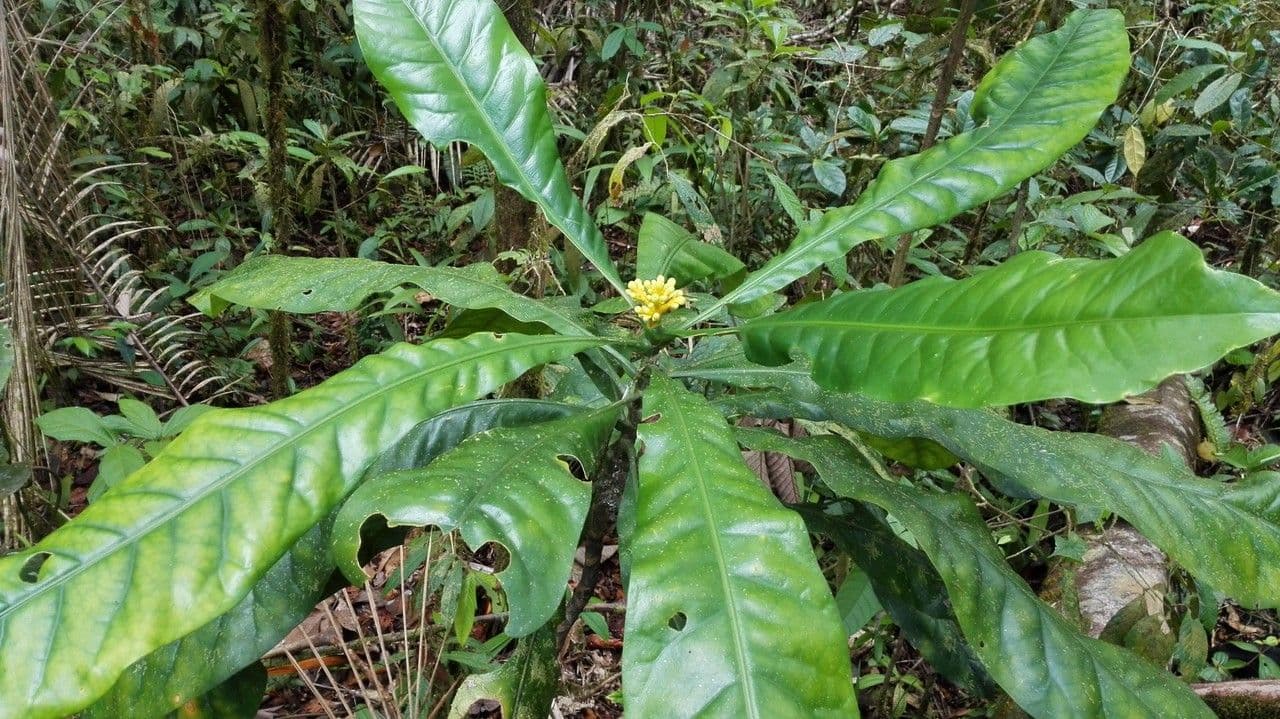 Potalia turbinata 11