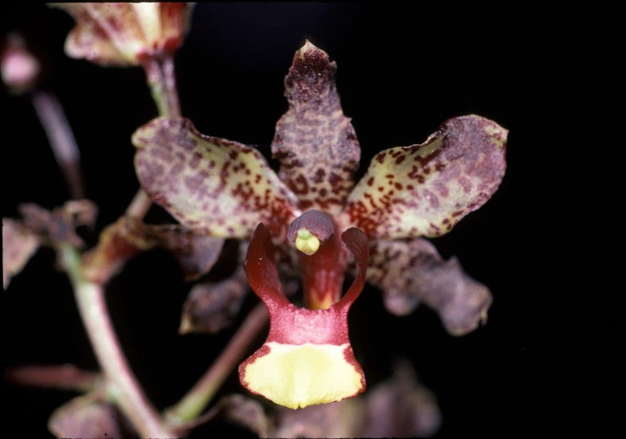 Cyrtopodium 2