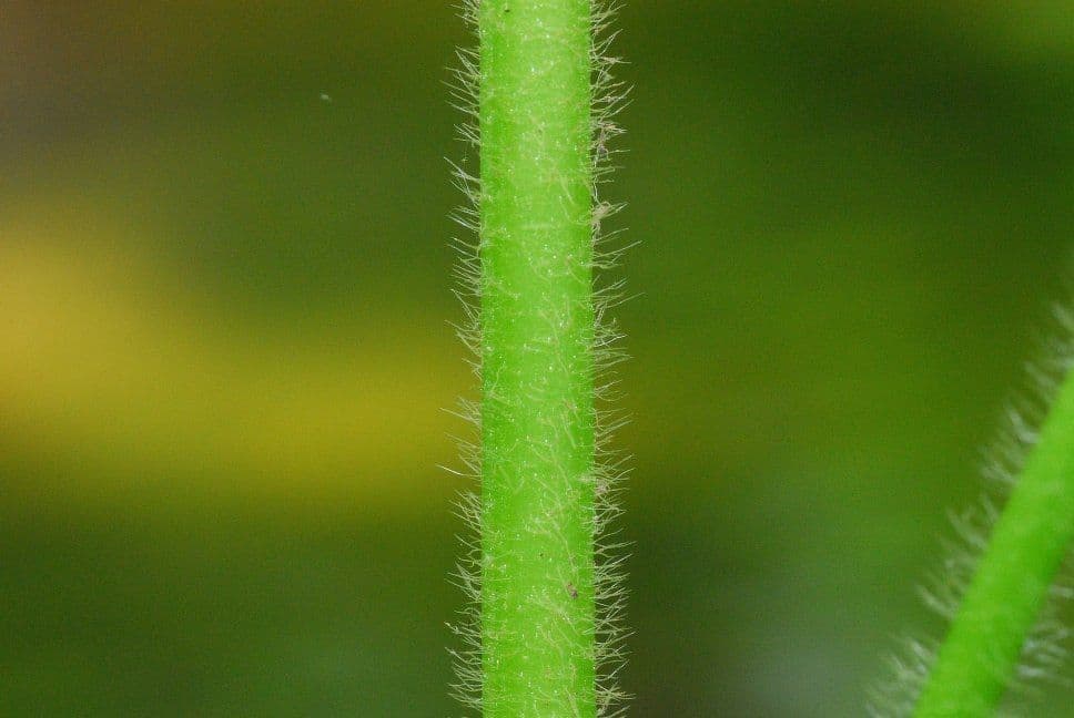 Ranuncolo 23