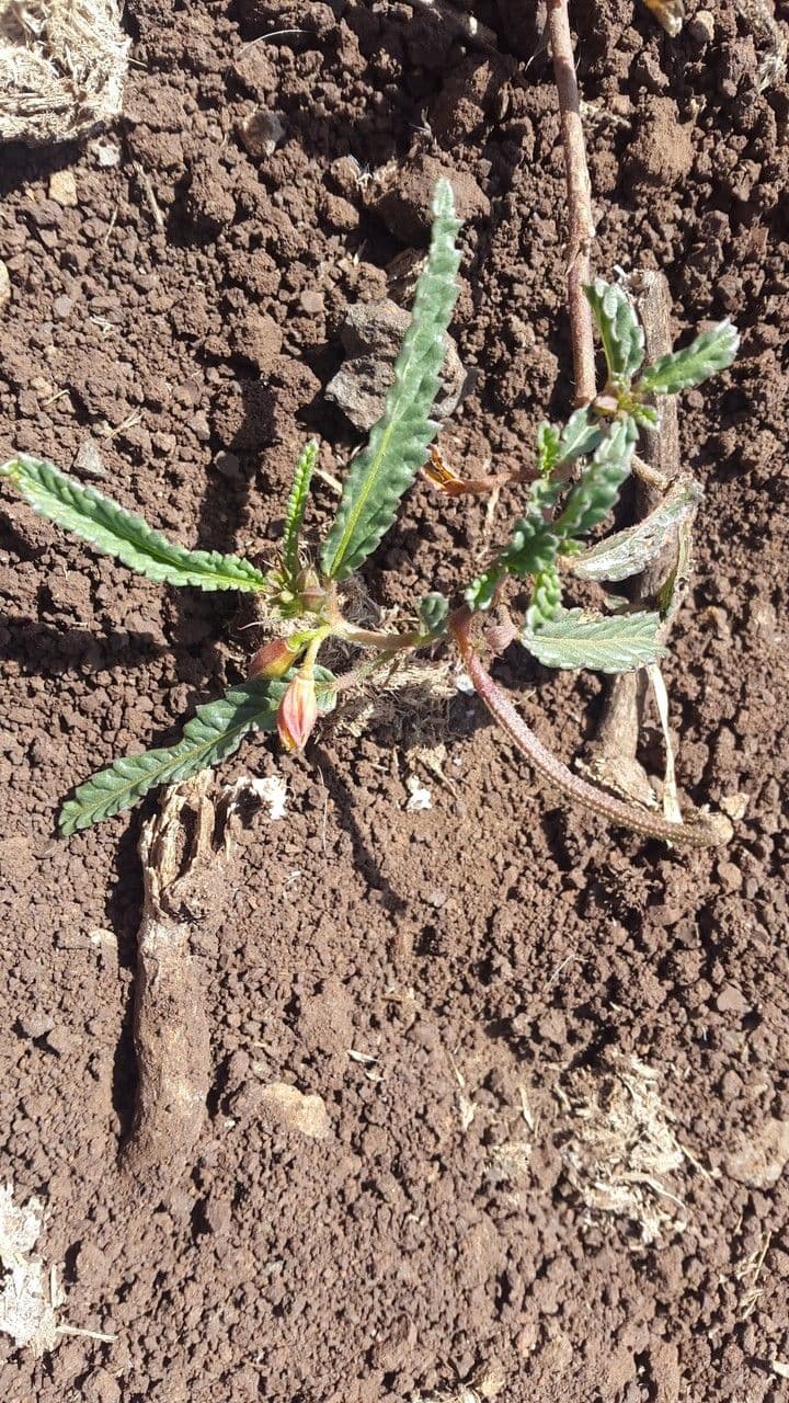 Corchorus trilocularis 20