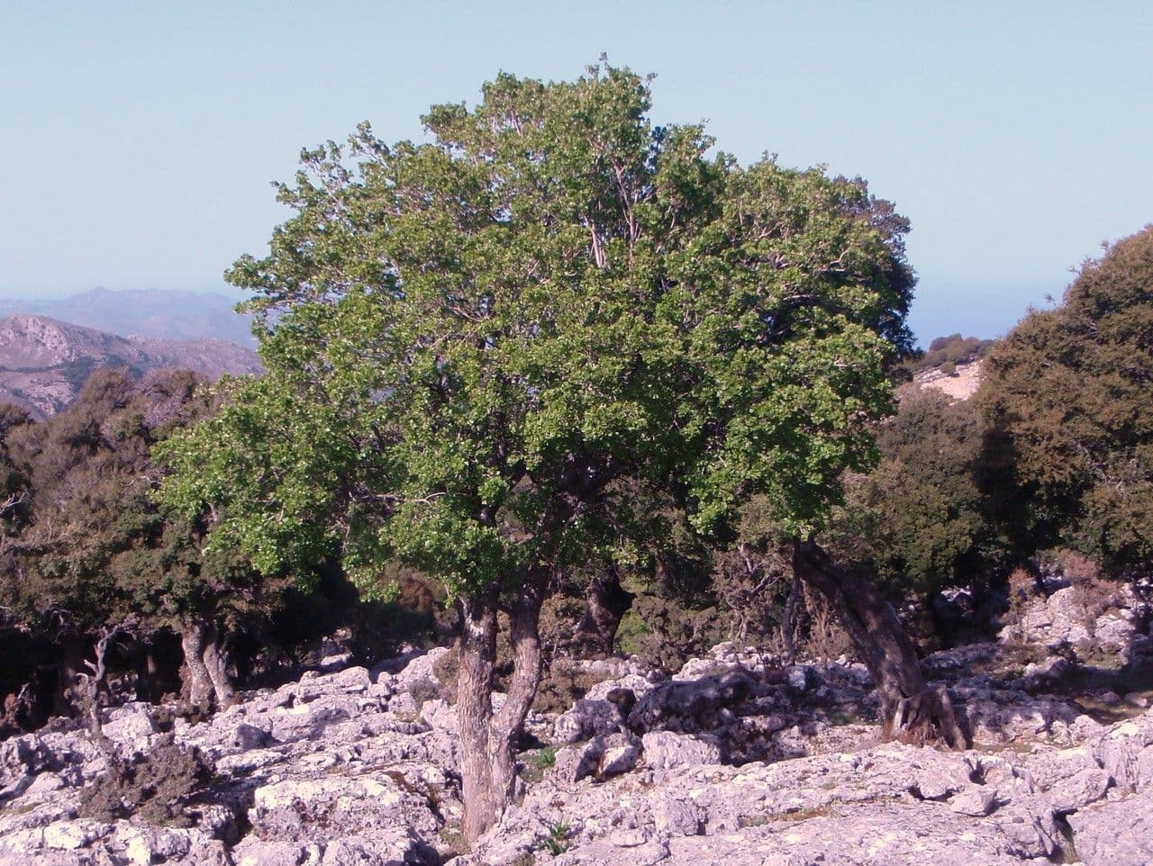 Acero di Creta 12