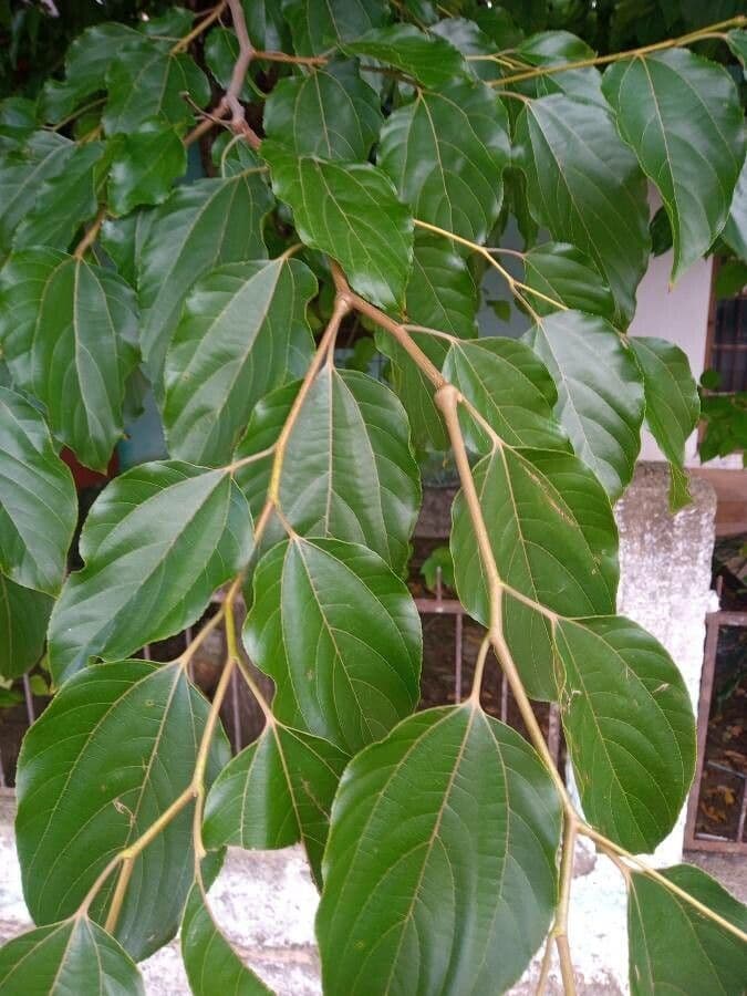 Hovenia acerba 3
