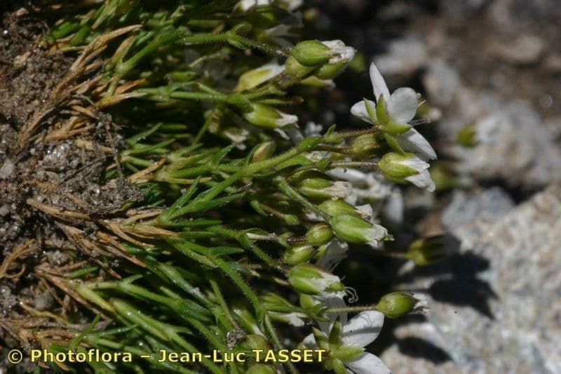 Minuartia recurva 22