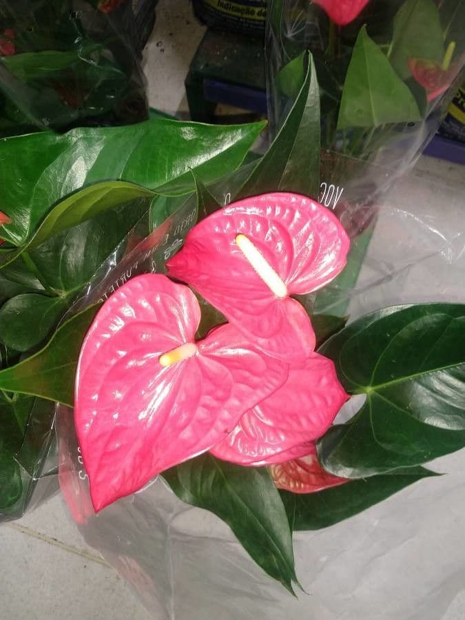 Antúria andreanum 24