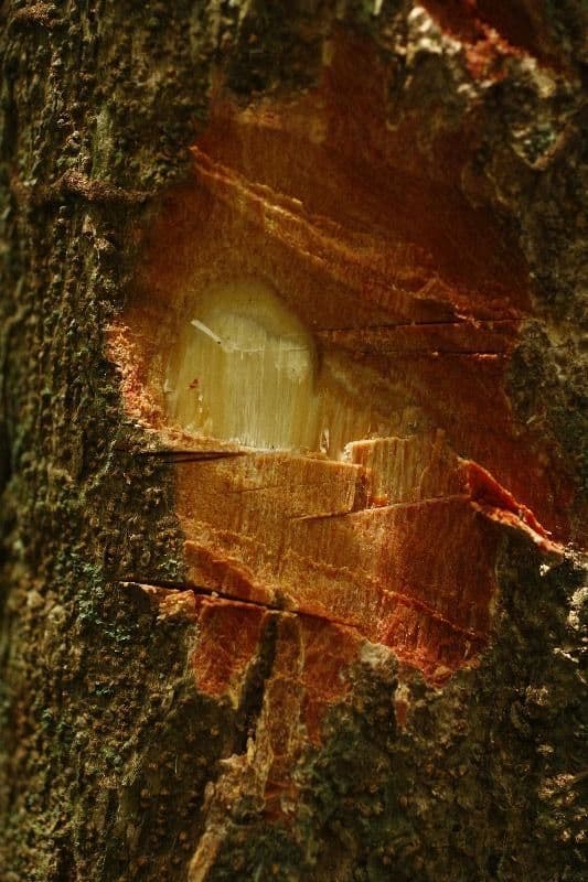 Protium sagotianum 12