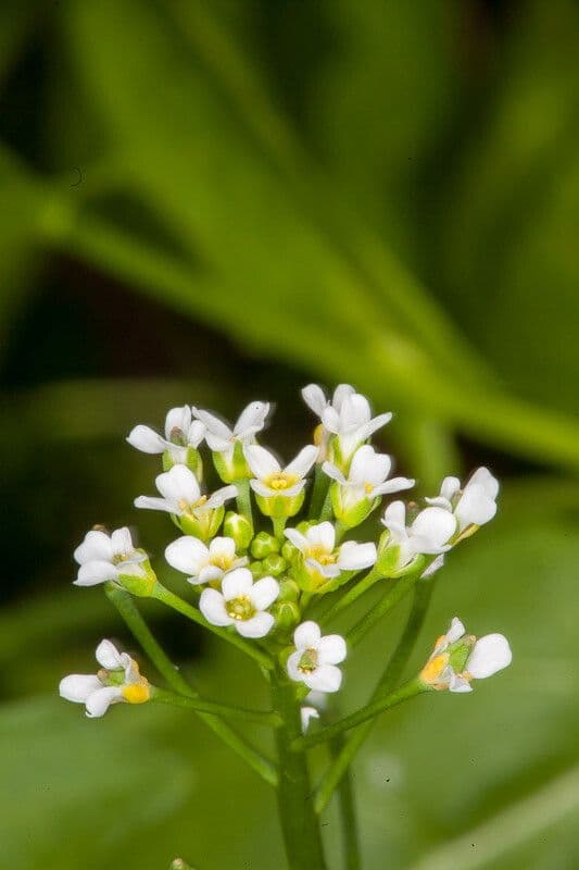 Calepina irregular 21