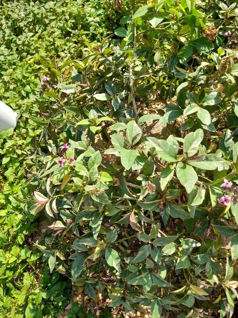 Pseuderanthemum 27