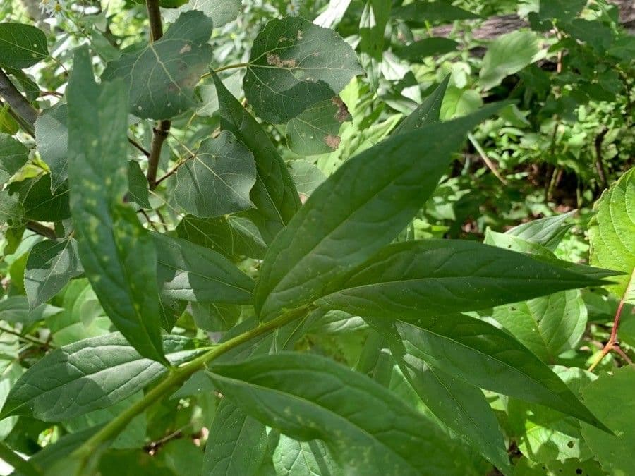 Doellingeria umbellata 12